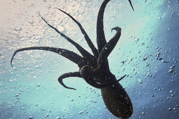 Kraken даркнет gigageek ru