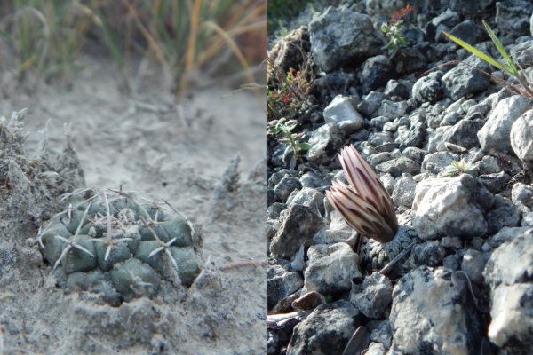 Kraken ссылка на сайт актуальная